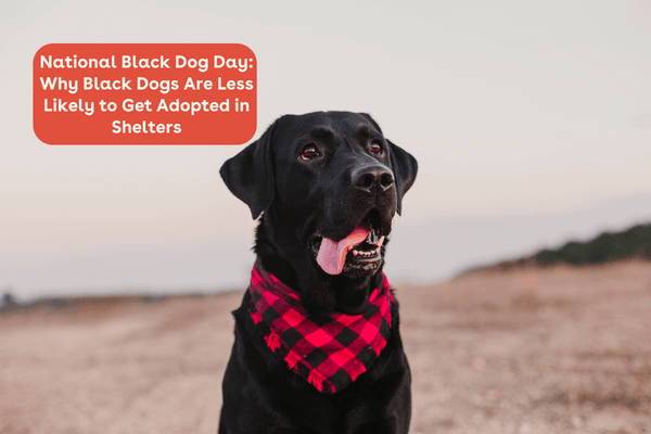 National Black Dog Day: Why Black Dogs Are Less Likely to Get Adopted in Shelters | Pupford