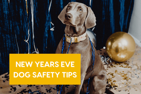 New Years Eve Dog Safety Tips | Pupford