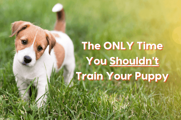 The ONLY Time You Shouldn’t Train Your Puppy | Pupford