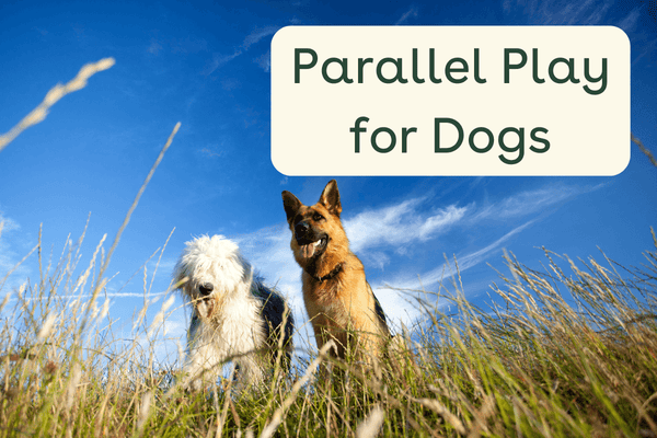 Parallel Playing for Dogs: What It Is and How to Do It | Pupford