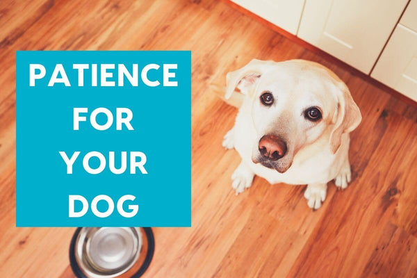 Patience for Your Puppy or Dog | Pupford