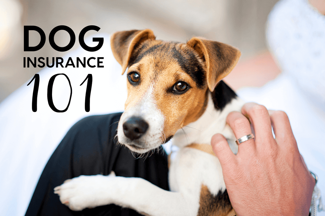 Pet Insurance 101 Guide: How to Choose Pet Insurance | Pupford