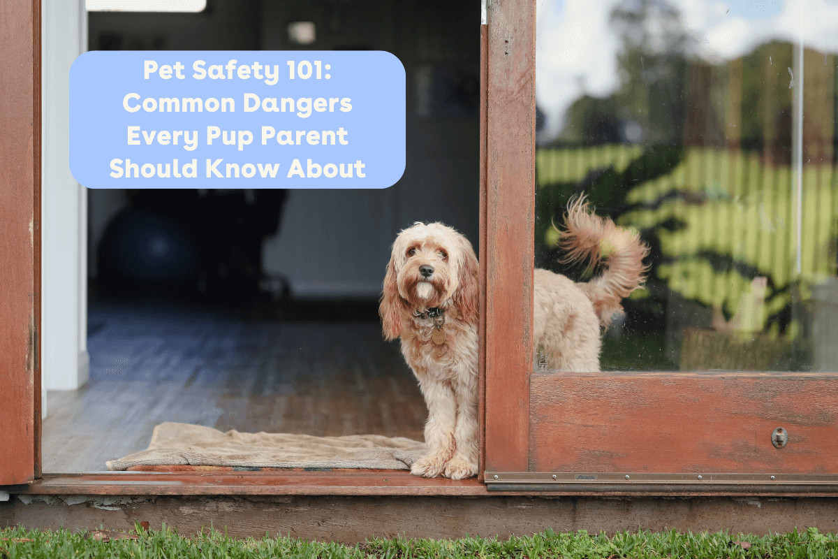 Pet Risks Wallpaper Dog Safety 101: Common Dangers Every Pup Parent Should Know About | Pu ...