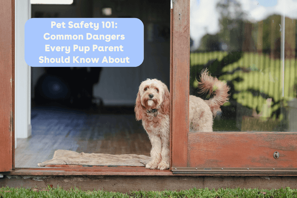 Dog Safety 101: Common Dangers Every Pup Parent Should Know About | Pupford