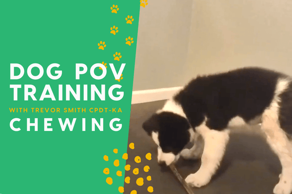 The Dog Training POV Series with Trevor Smith - Puppy Chewing | Pupford