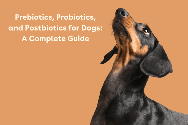 Prebiotics, Probiotics, and Postbiotics for Dogs: A Complete Guide | Pupford