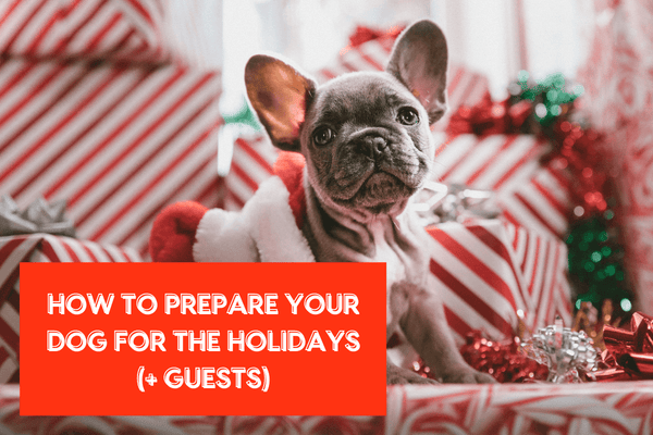 Prepare Your Dog for Holidays Guests + How to Get Your Dog Involved | Pupford