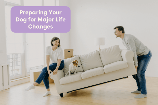 Preparing Your Dog for Major Life Changes | Pupford