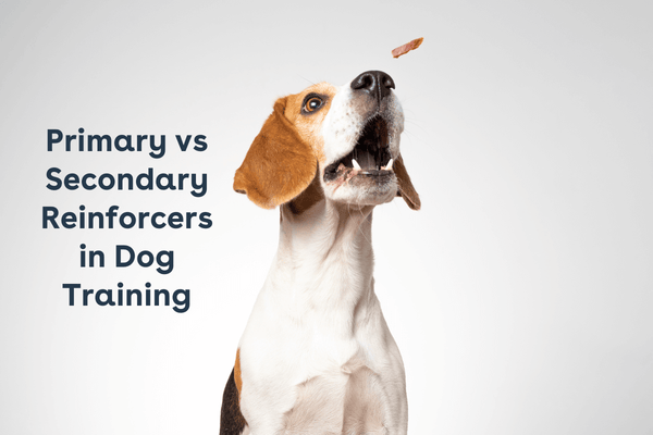 Primary vs Secondary Reinforcers in Dog Training | Pupford