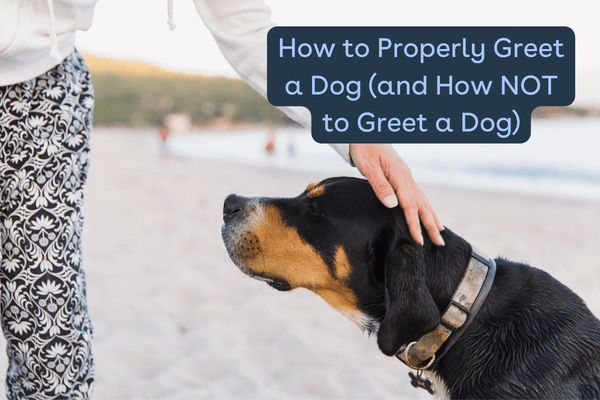 How to Greet a Dog Safely + How NOT to Greet a Dog | Pupford
