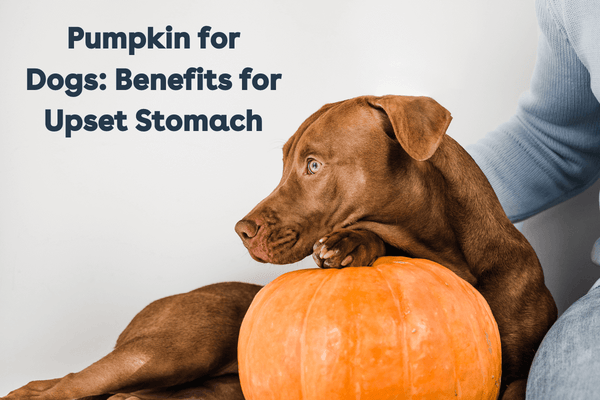 Benefits of Pumpkin for Dogs: Upset Stomach & Vomiting | Pupford