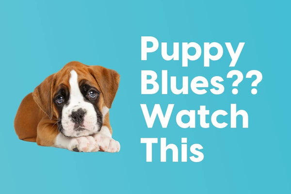 Got the Puppy Blues? 5 Ways Pup Parents Get Through It | Pupford
