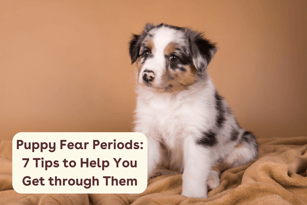 Puppy Fear Periods: When, How Long & 7 Tips for Success | Pupford