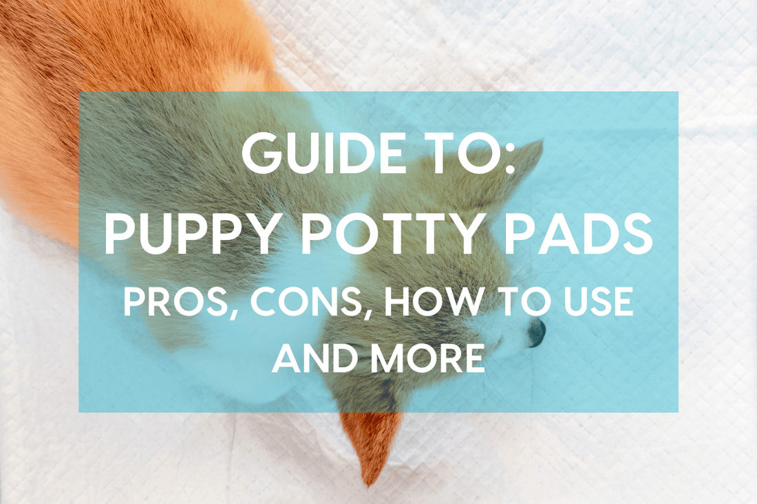 Potty Pads for Dogs: How to Use Puppy Pads for Training | Pupford