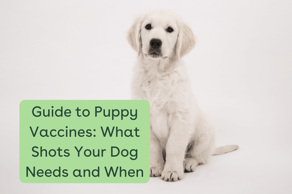 Puppy Vaccines: Shot Schedules, List of Vaccines & More | Pupford