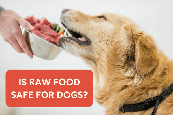 Is Raw Food Safe for Dogs? | Pupford