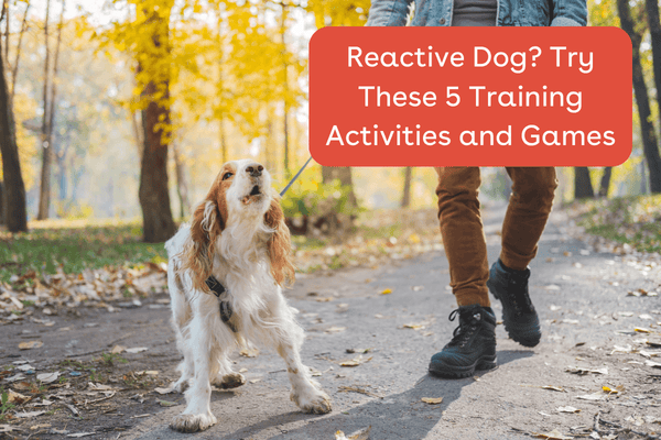 Reactive Dog Training: 5 Games & Activities to Help a Reactive Dog | Pupford