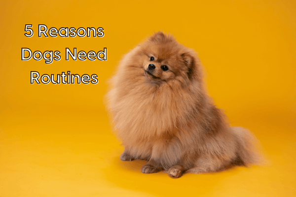 Do Dogs Like Routines? 5 Reasons Pups Crave Routines | Pupford