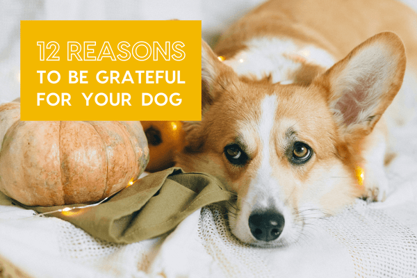 12 Reasons to be Grateful for Your Dog | Pupford