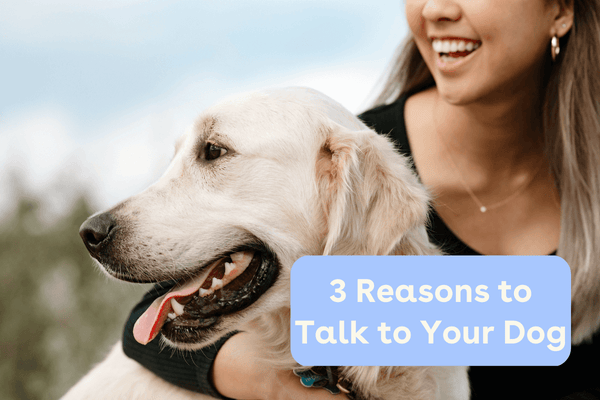 3 Reasons to Talk to Your Dog & How to Talk to Your Dog | Pupford