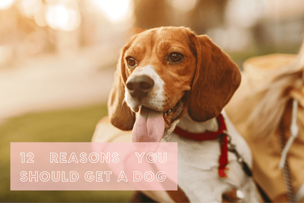 Reasons to Get a Dog + Why You Need a Dog in Your Life | Pupford