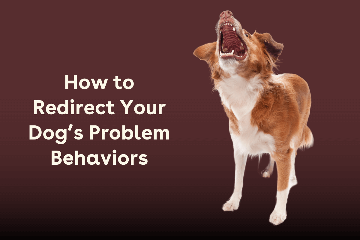 Redirection Problem Redirecting Your Dog’s Problem Behaviors: Examples & Steps | Pupford