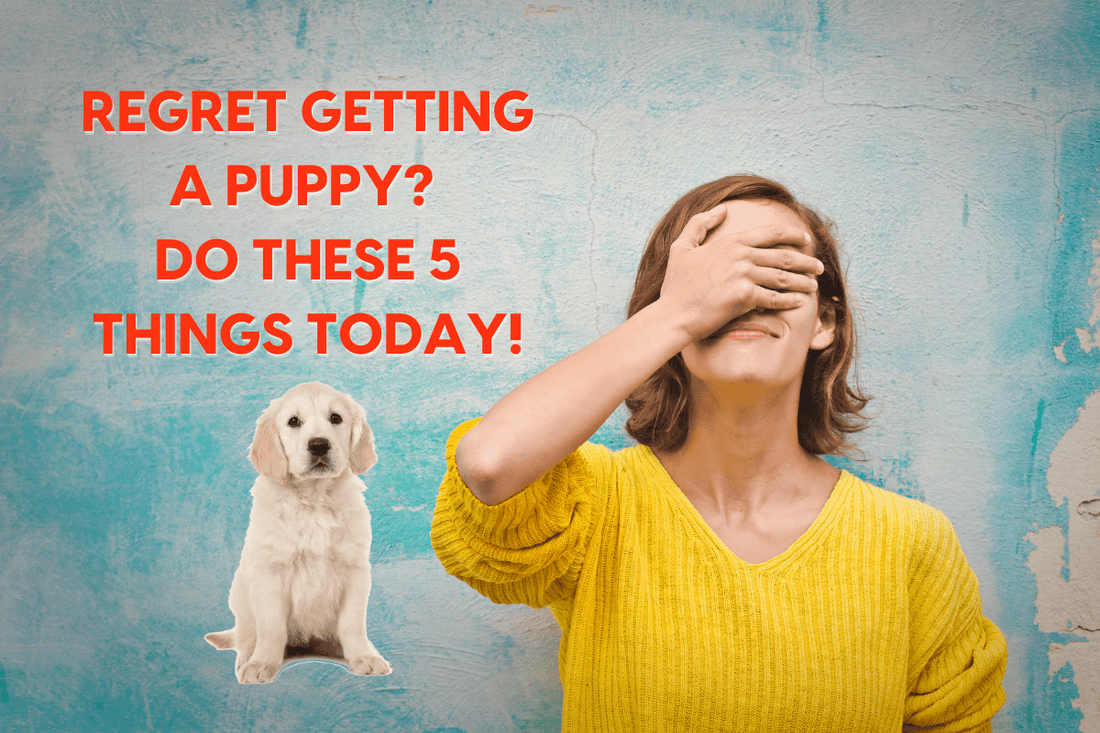 Regret Getting a Puppy? Here's Your 5-Step Plan to Improve It | Pupford