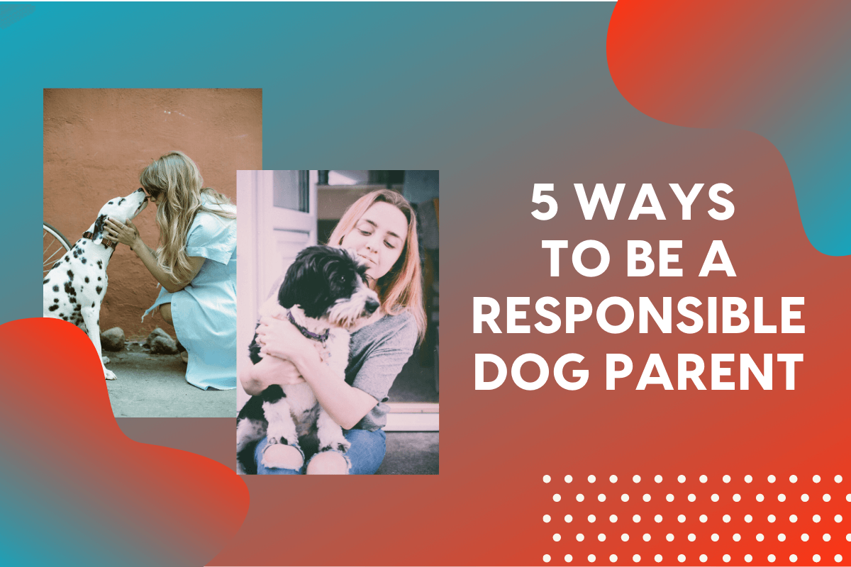 5 Ways to Be a Responsible Dog Parent (and Good Citizen) | Pupford