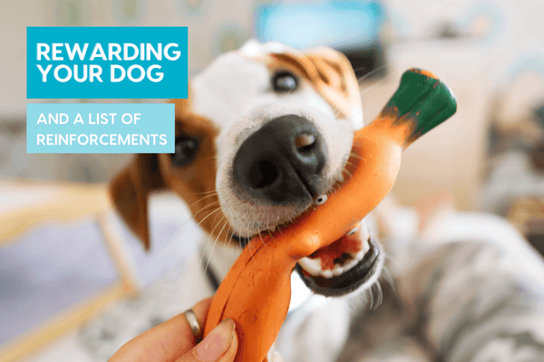 How To Reward Your Dog and a List of Reinforcements | Pupford