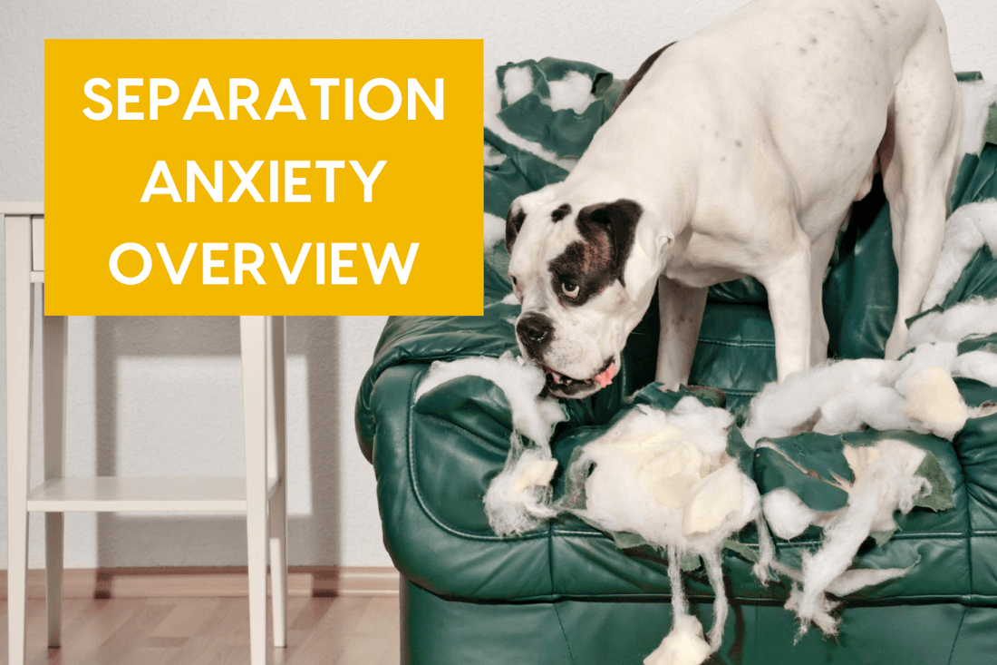 Separation Anxiety Overview with Amber Aquart CPDT-KA | Pupford