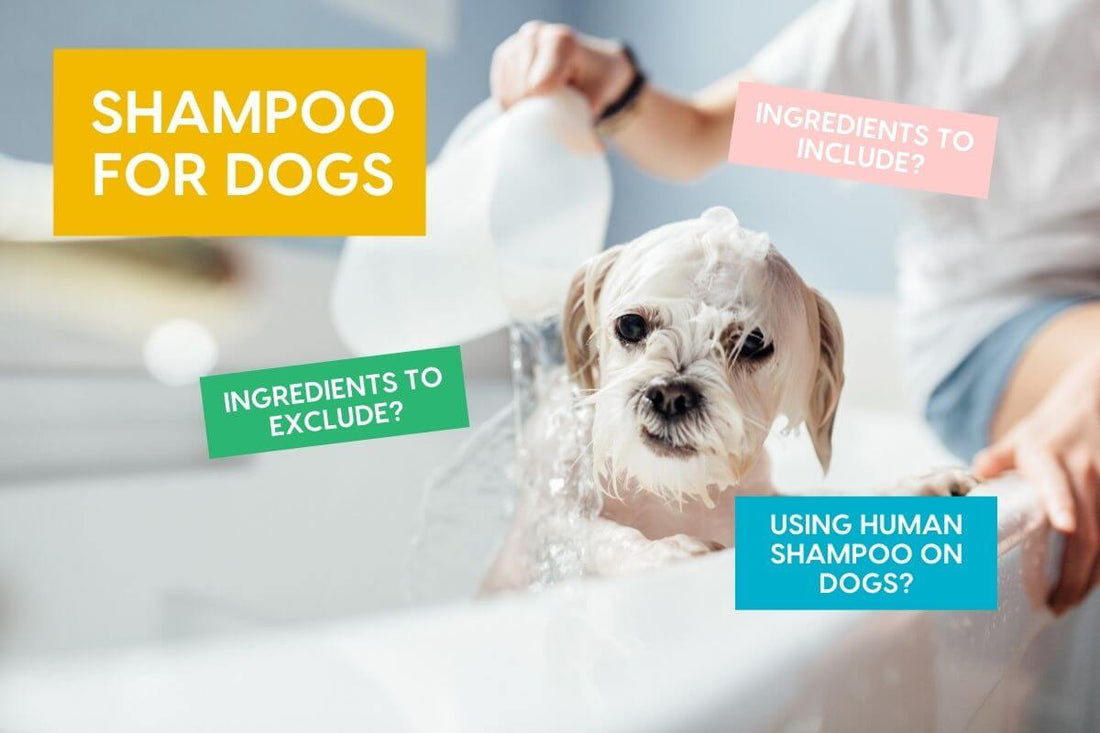 Can You Use Human Shampoo on Dogs + Understanding Which Ingredients Are Best for Dog Shampoo | Pupford