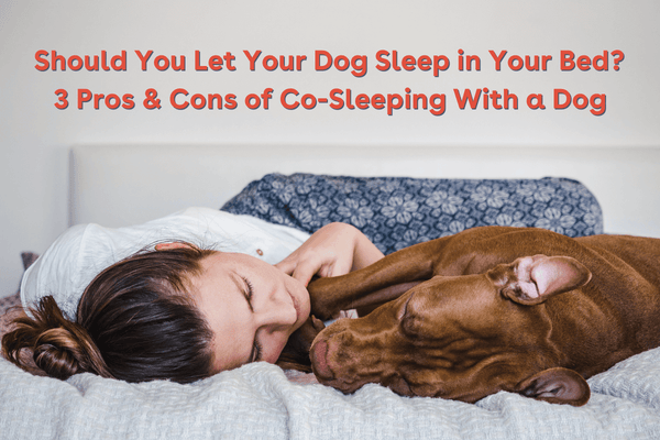 Should You Let Your Dog Sleep in Your Bed? 3 Pros & Cons of Co-Sleeping With a Dog | Pupford