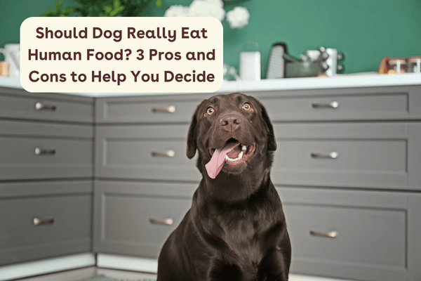 Should Dog Really Eat Human Food? 3 Pros and Cons to Help You Decide | Pupford