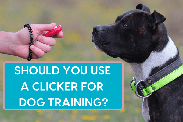 How to Use a Clicker to Train a Dog + Benefits of Clicker Training | Pupford