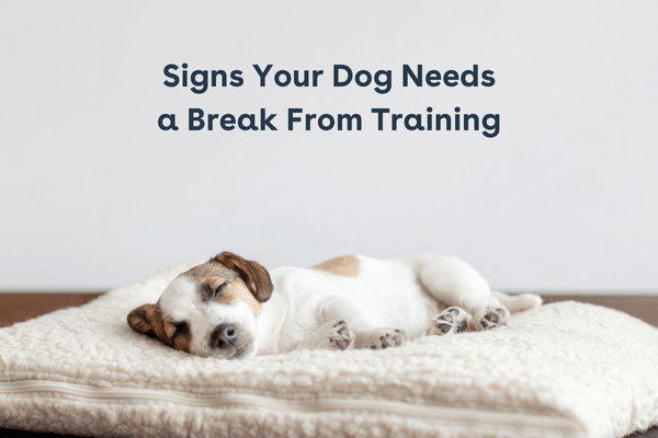 Signs Your Dog Needs A Break from Training | Pupford