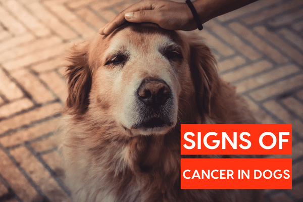 Signs of Cancer in Dogs | Pupford