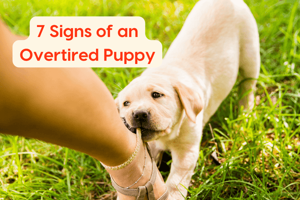 7 Signs of an Overtired Puppy + How to Calm & Prevent Overstimulation | Pupford
