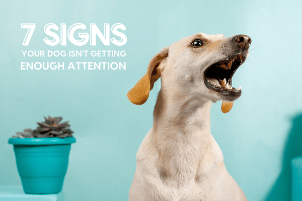 7 Signs Your Dog Feels Neglected + How Much Attention Dogs Need | Pupford