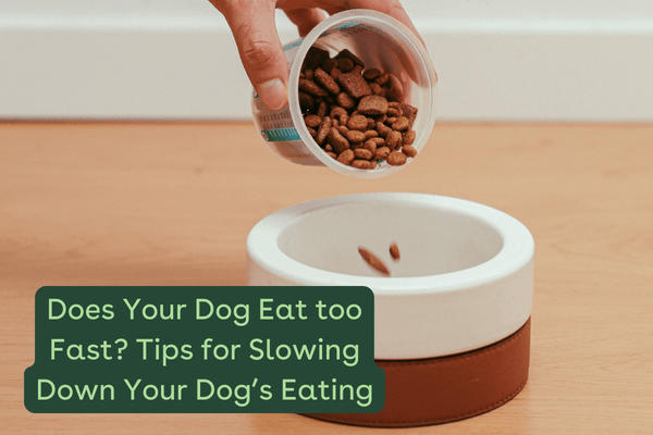 My Puppy Eats Too Fast! 5 Tips to Slow Down a Dog's Eating | Pupford