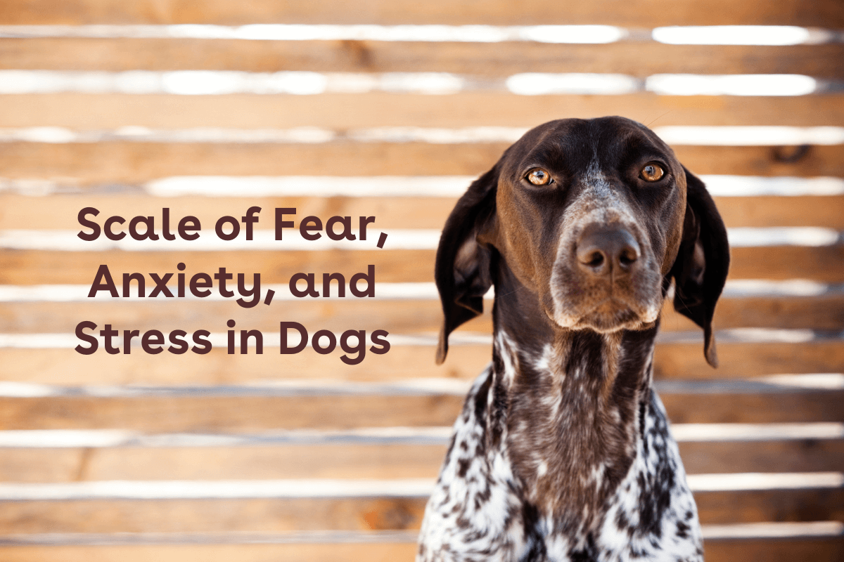 Spectrum of Fear, Anxiety, and Stress (FAS Score) in Dogs | Pupford