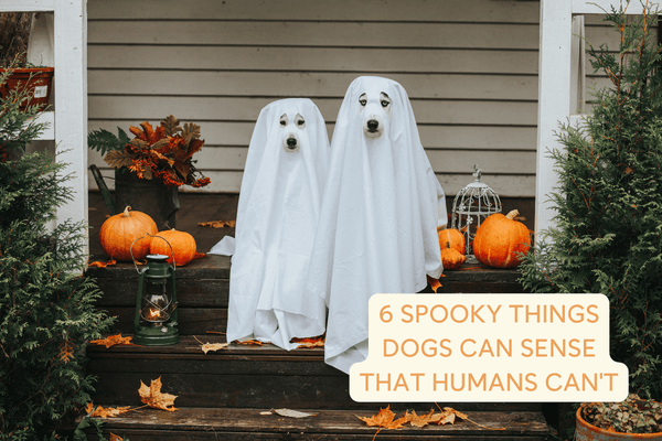 6 Spooky Things Dogs May Be Able to Sense That Humans Can't | Pupford