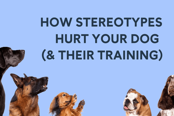 How Stereotypes Hurt Your Dog (and Their Training) | Pupford