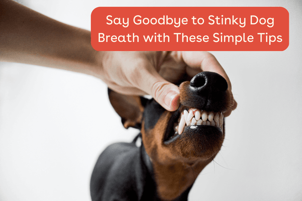 Stinky Dog Breath? 7+ Bad Dog Breath Solutions & Reasons | Pupford