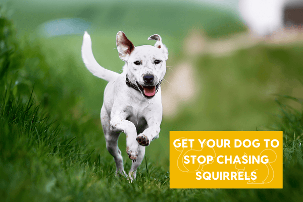 How to Get My Dog to Stop Chasing Squirrels | Pupford