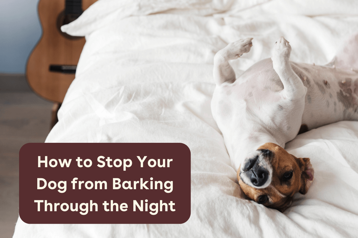 How to Stop Your Dog from Barking at Night + Why It Happens | Pupford