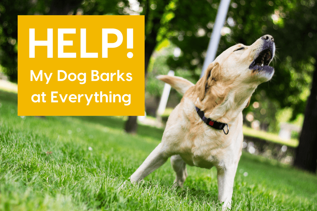 My Dog Barks at Everything! Here's How to Stop Dog Barking | Pupford