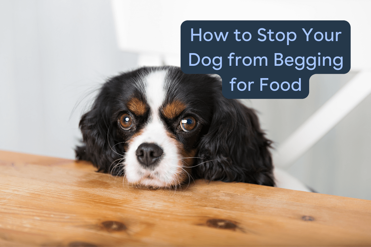 Guide Dog Beg How to Stop a Dog from Begging for Food | Pupford