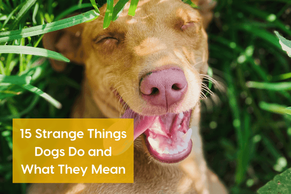 15 Weird & Funny Things Dogs Do and What They Mean | Pupford