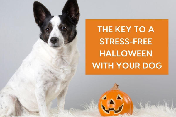 [Video] The Key to a Stress-Free Halloween With Your Dog | Pupford