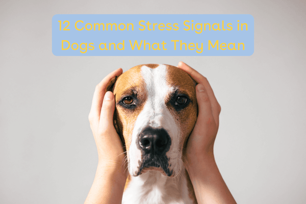 Signs of Stress in Dogs: 12 Body Language Signs & Symptoms